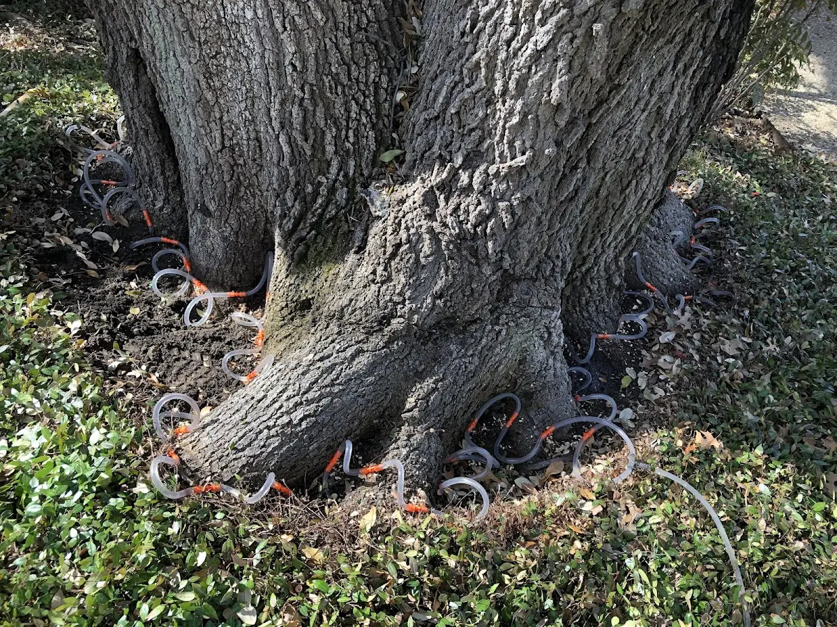 Detailed Tree Cabling and Bracing job site in Toomsuba