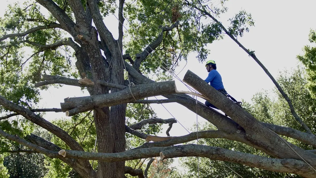 Professional Hazardous Tree Removal performed by certified arborists in Toomsuba