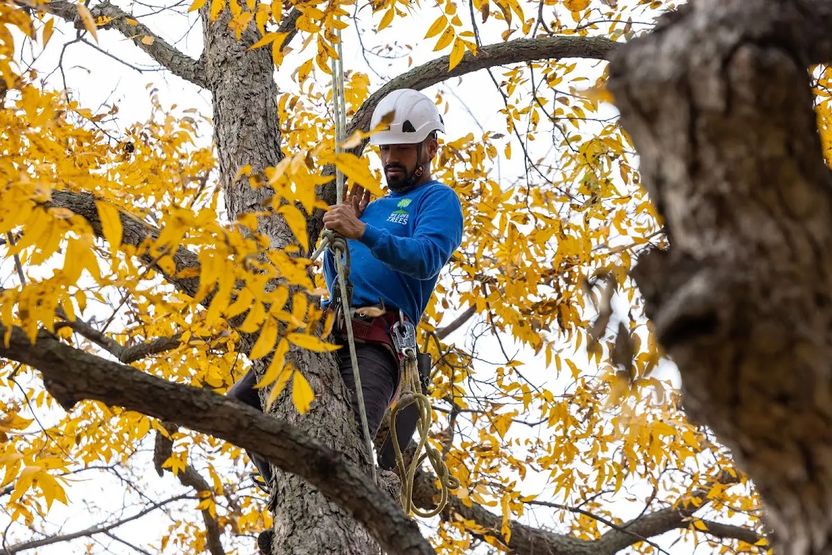 Skilled Tree Trimming crew working in Toomsuba